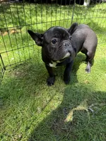 Jack, a male French Bulldog for sale in Waldorf, MD – 3 of 4