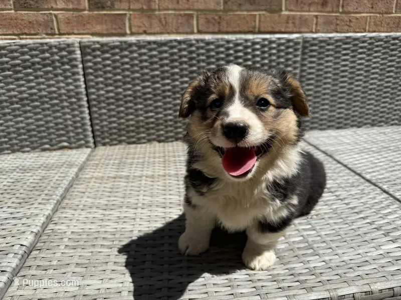 Julie, a female Pembroke Welsh Corgi for sale in Waldorf, MD – 1 of 3