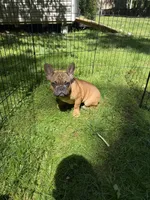 Bo, a male French Bulldog for sale in Waldorf, MD – 3 of 3