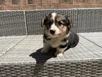 Julie, a female Pembroke Welsh Corgi for sale in Waldorf, MD – 3 of 3