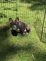 Frank, a male French Bulldog for sale in Waldorf, MD – 4 of 4