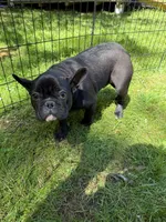 Jack, a male French Bulldog for sale in Waldorf, MD – 4 of 4