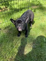 Jack, a male French Bulldog for sale in Waldorf, MD – 2 of 4