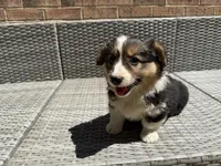 Julie, a female Pembroke Welsh Corgi for sale in Waldorf, MD – 2 of 3
