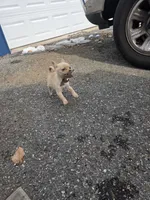 Ella, a female Chihuahua for sale in Rising Sun, MD – Photo 9 of 10