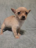 Ella, a female Chihuahua for sale in Rising Sun, MD – Photo 1 of 10