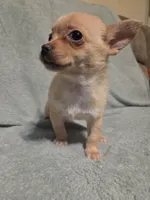 Ella, a female Chihuahua for sale in Rising Sun, MD – Photo 4 of 10