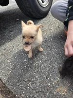 Ella, a female Chihuahua for sale in Rising Sun, MD – Photo 8 of 10