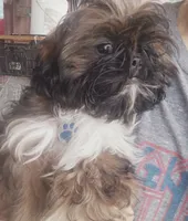 Max, a male Shih Tzu for sale in Blue Springs, MO – 1 of 1