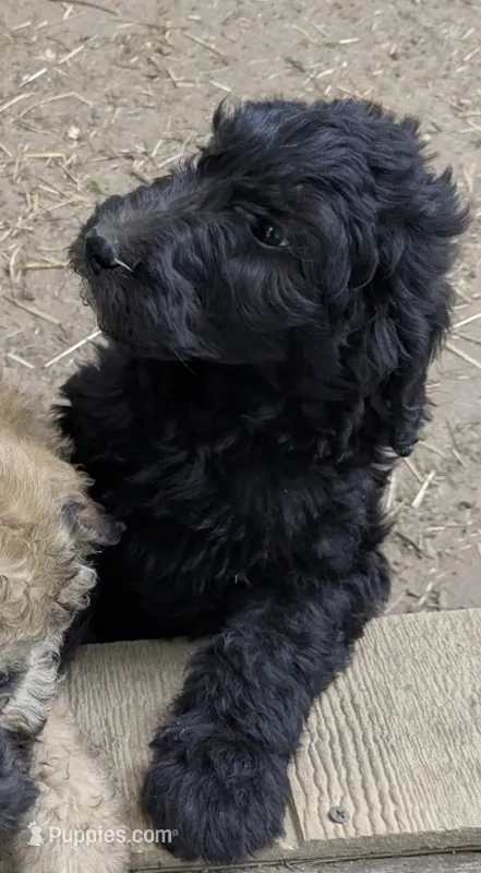 Daisy – Goldendoodle puppy for sale in Blue Springs, MO