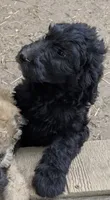 Daisy, a female Goldendoodle for sale in Blue Springs, MO – 1 of 1