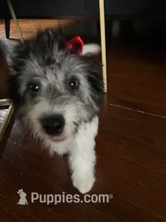 Poppy – Miniature Aussiedoodle puppy for sale in Blue Springs, MO