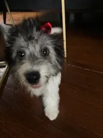 Poppy, a female Miniature Aussiedoodle for sale in Blue Springs, MO – 1 of 1