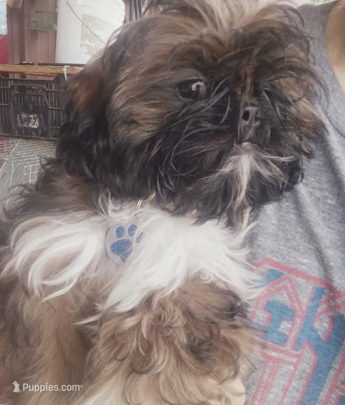 Monkey  – Shih Tzu puppy for sale in Blue Springs, MO