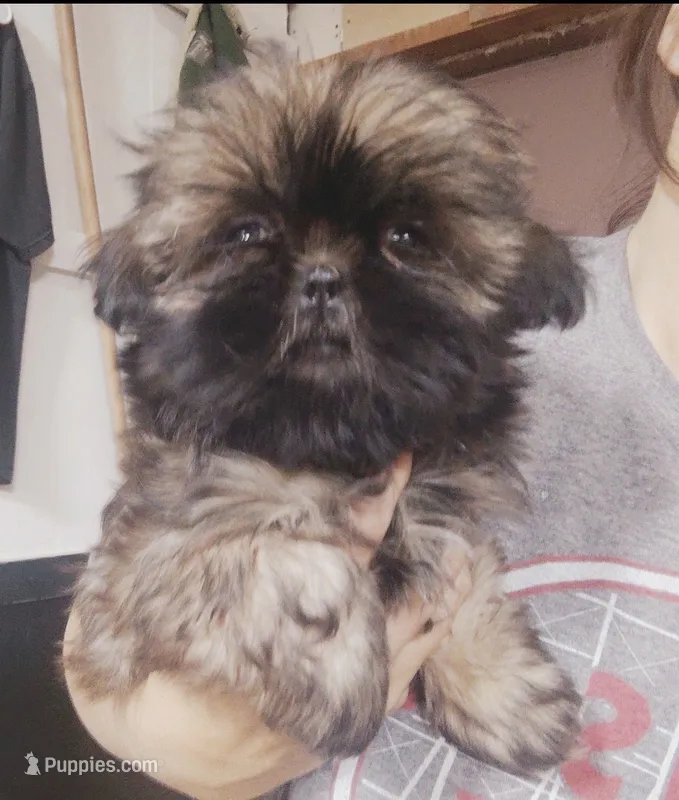 Max – Shih Tzu puppy for sale in Blue Springs, MO