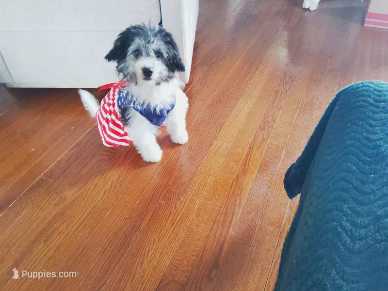 Taylor – Miniature Aussiedoodle puppy for sale in Blue Springs, MO