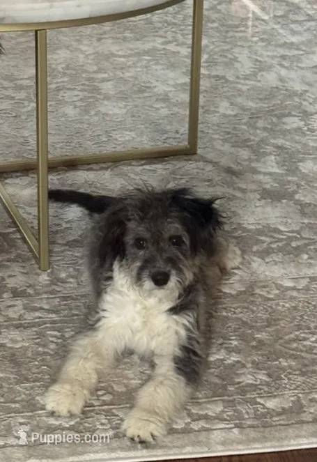 Taylor – Miniature Aussiedoodle puppy for sale in Blue Springs, MO