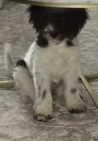 Poppy, a female Miniature Aussiedoodle for sale in Blue Springs, MO – 1 of 1