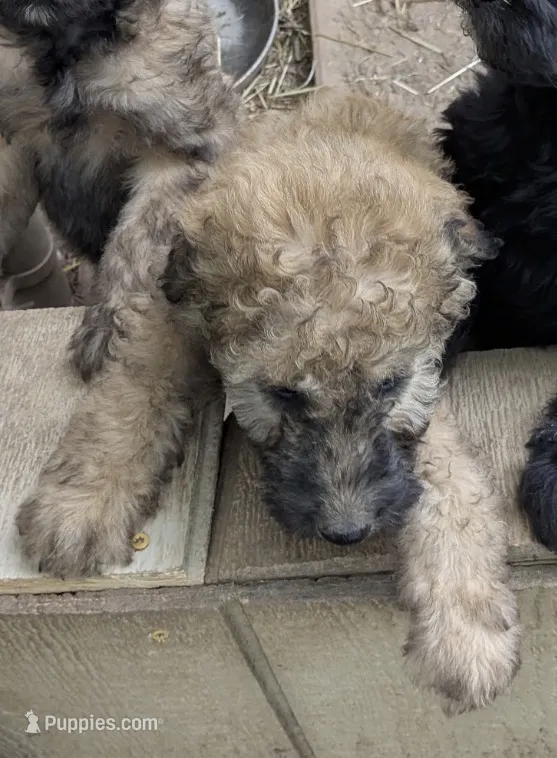 Cooper – Goldendoodle puppy for sale in Blue Springs, MO