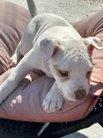 Starr, a female American Bulldog for sale in Tarrytown, GA – Photo 5 of 6