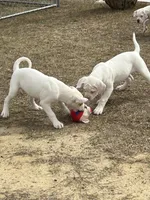 Starr. SOLD, a female American Bulldog for sale in Tarrytown, GA – Photo 6 of 7