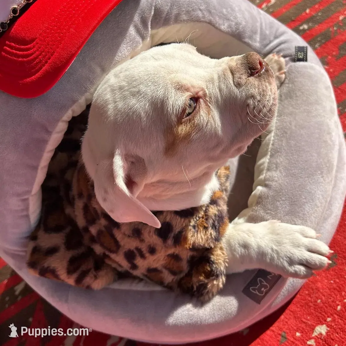 Starr, a female American Bulldog for sale in Tarrytown, GA – Photo 3 of 6