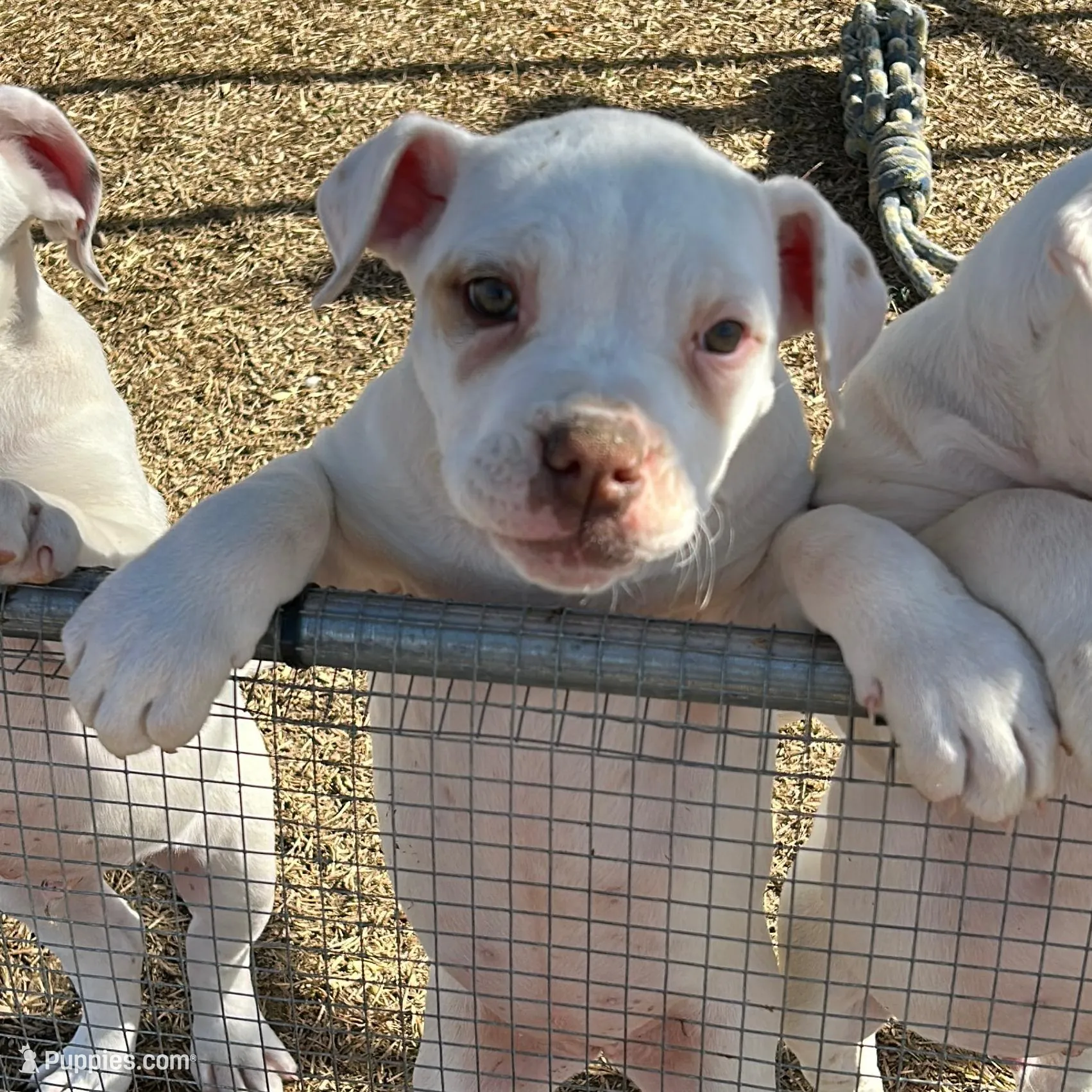 Starr, a female American Bulldog for sale in Tarrytown, GA – Photo 6 of 6