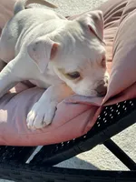 Starr, a female American Bulldog for sale in Tarrytown, GA – Photo 1 of 6