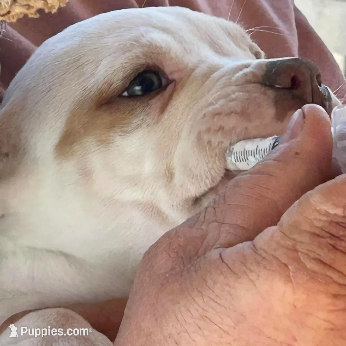Starr, a female American Bulldog for sale in Tarrytown, GA – Photo 2 of 6