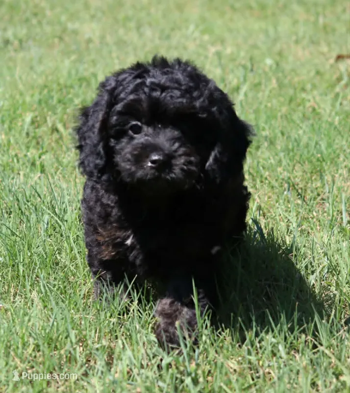Danny – Cavapoo, Cavalier King Charles Spaniel puppy for sale in Bogart, GA