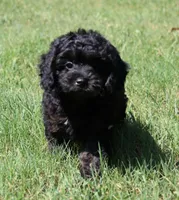 Danny, a male Cavapoo and Cavalier King Charles Spaniel for sale in Bogart, GA – 1 of 4