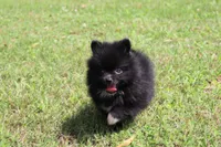 Pixie-small Toy, a female Pomeranian for sale in Bogart, GA – 4 of 6