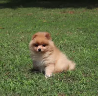 TANGO, a male Pomeranian for sale in Bogart, GA – 1 of 5
