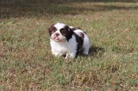CHARLIE, a male Shih Tzu for sale in Bogart, GA – Photo 3 of 5