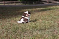 CHARLIE, a male Shih Tzu for sale in Bogart, GA – Photo 5 of 5