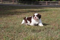 CHARLIE, a male Shih Tzu for sale in Bogart, GA – Photo 4 of 5
