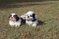 CHARLIE, a male Shih Tzu for sale in Bogart, GA – Photo 2 of 5