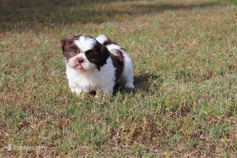 CHARLIE – Shih Tzu puppy for sale in Bogart, GA