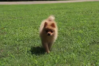 DASH, a male Pomeranian for sale in Bogart, GA – 4 of 5