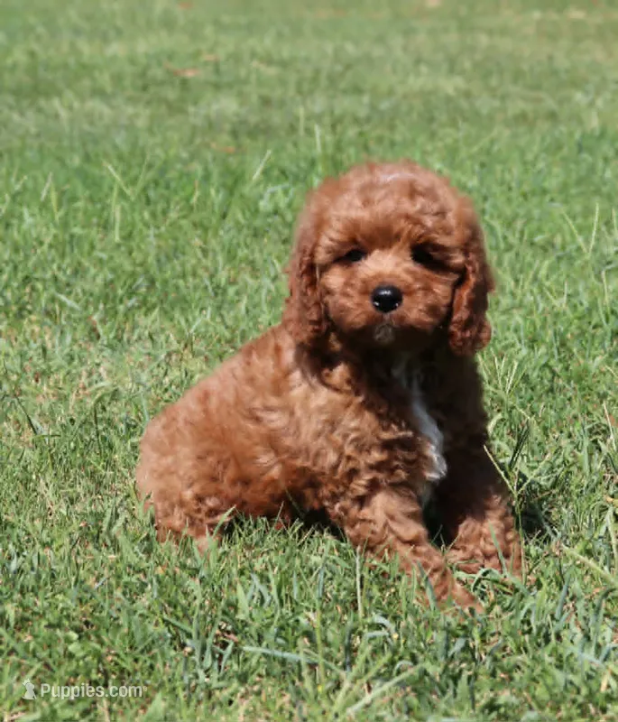 Jimmy – Cavapoo, Cavalier King Charles Spaniel puppy for sale in Bogart, GA