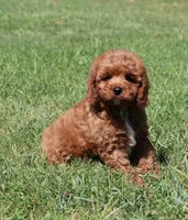 Jimmy, a male Cavapoo and Cavalier King Charles Spaniel for sale in Bogart, GA – 1 of 4