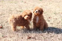 CHARLIE, a female Poodle - Toy  for sale in Bogart, GA – Photo 4 of 4