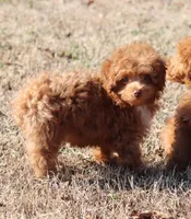 CHARLIE, a female Poodle - Toy  for sale in Bogart, GA – Photo 1 of 4