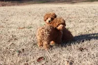 CHARLIE, a female Poodle - Toy  for sale in Bogart, GA – Photo 2 of 4