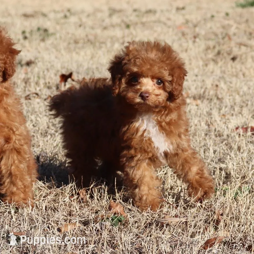 CHARLIE, a female Poodle - Toy  for sale in Bogart, GA – Photo 3 of 4