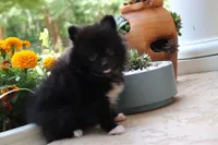 Pixie-small Toy, a female Pomeranian for sale in Bogart, GA – 5 of 6