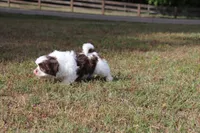 Eddie, a male Shih Tzu for sale in Bogart, GA – 2 of 6