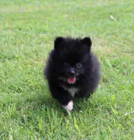 Pixie-small Toy, a female Pomeranian for sale in Bogart, GA – 2 of 6