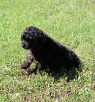 Fay, a female Cavapoo and Cavalier King Charles Spaniel for sale in Bogart, GA – 4 of 4