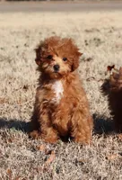 AXEL, a female Poodle - Toy  for sale in Bogart, GA – Photo 3 of 9
